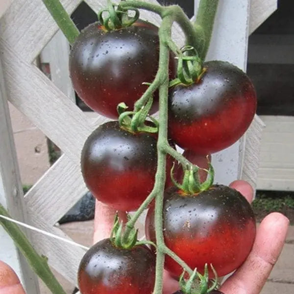 Tomate 'Indigo Apple'