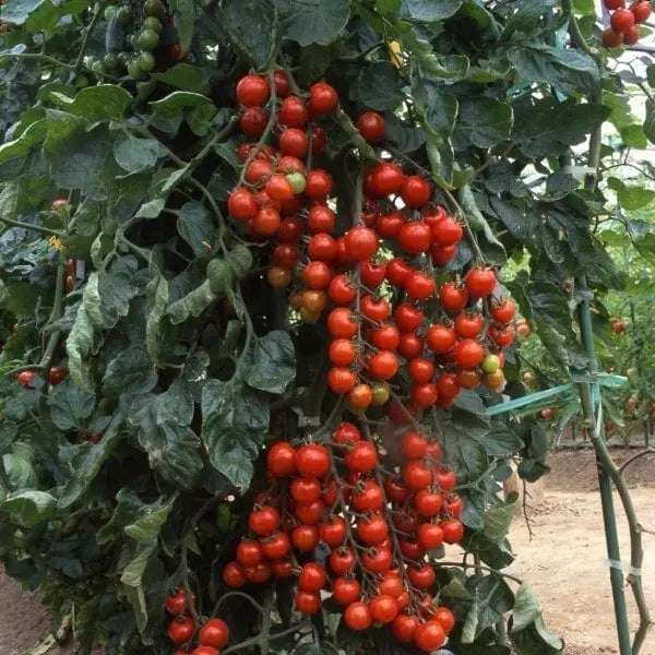 Tomato 'Suncherry' F1