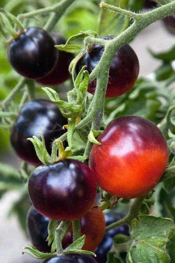 Indigo Rose Cherry Tomato