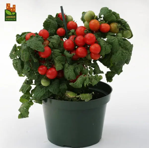 Cherry Tomato Sweet'N'Neat F1 Scarlet