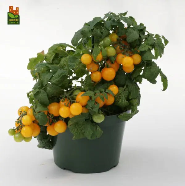 Cherry Tomato Sweet'N'Neat F1 Yellow