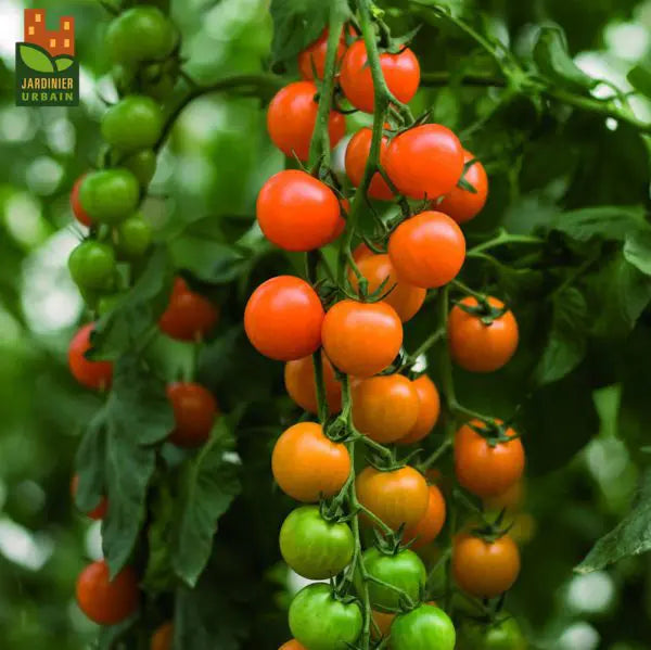 Cherry tomato Toronjina F1