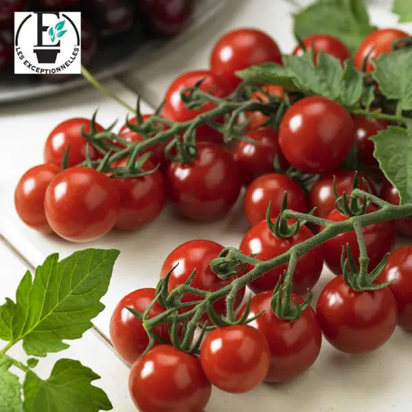 Tomate cerise Profi Frutti Cherry F1