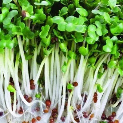 Broccoli sprouts 'Rabb'