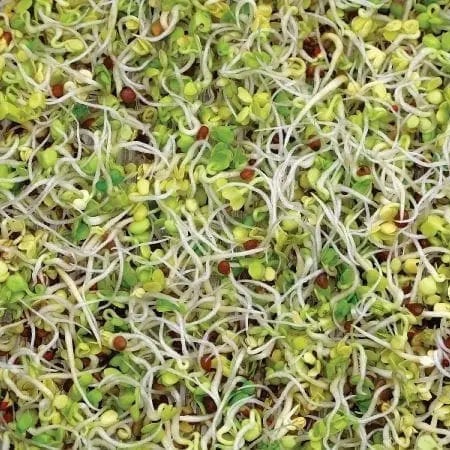 Red clover sprout