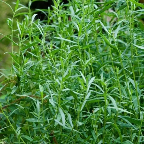 Tarragon Russian