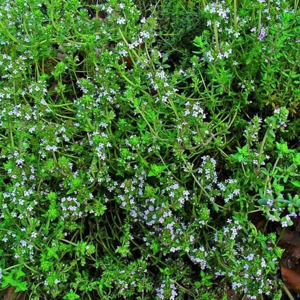 Winter Thyme