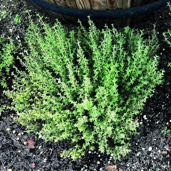 French thyme 'Orangelo'