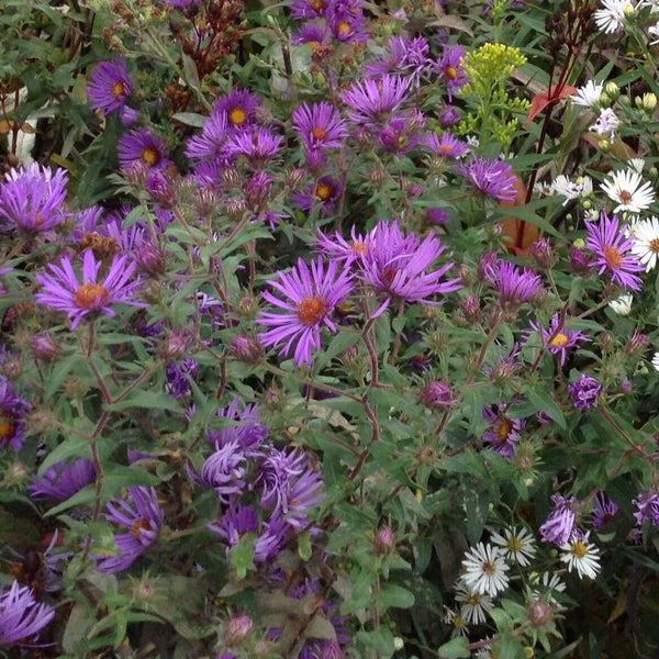 Aster de la Nouvelle-Angleterre