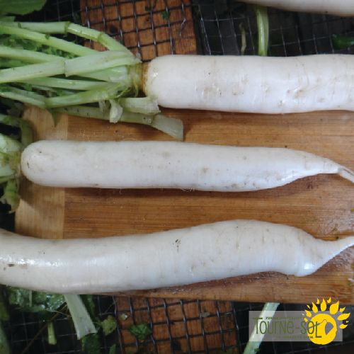 Daikon Radish