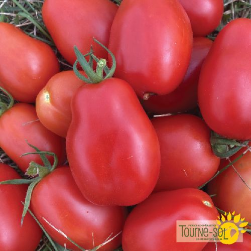 Tomate Rouge à Sauce San Marzano