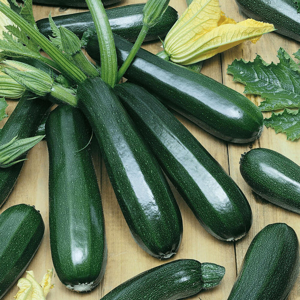 Zucchini 'Tristan F1'