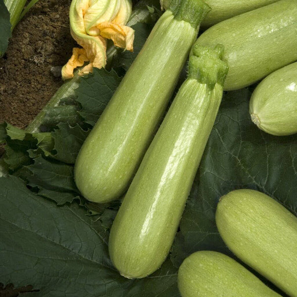 Zucchini 'Lektor F1'