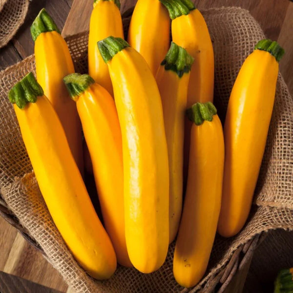 Zucchini jaune 'Rocco F1'