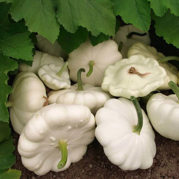 Summer Squash 'Alba'