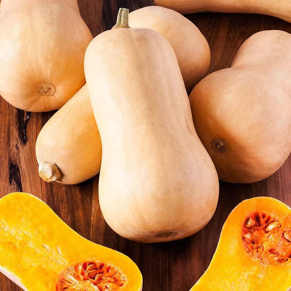 Courge 'Butternut Queen'