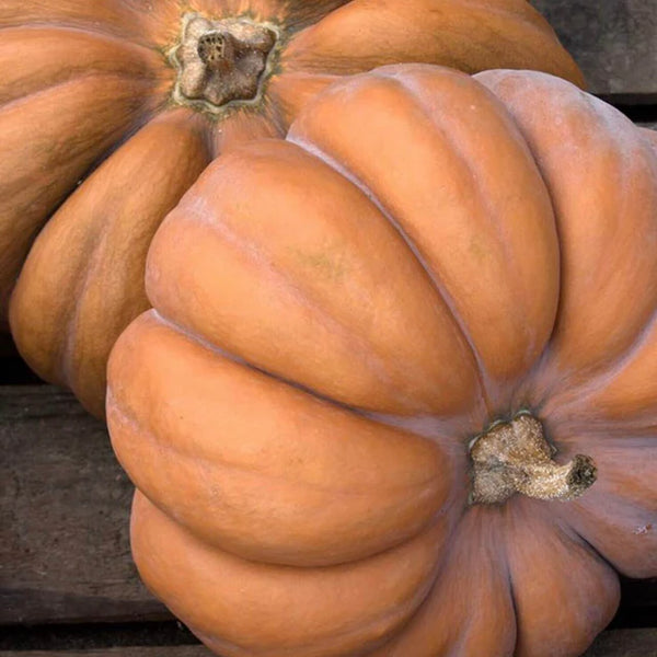 'Musknut of Provence' squash