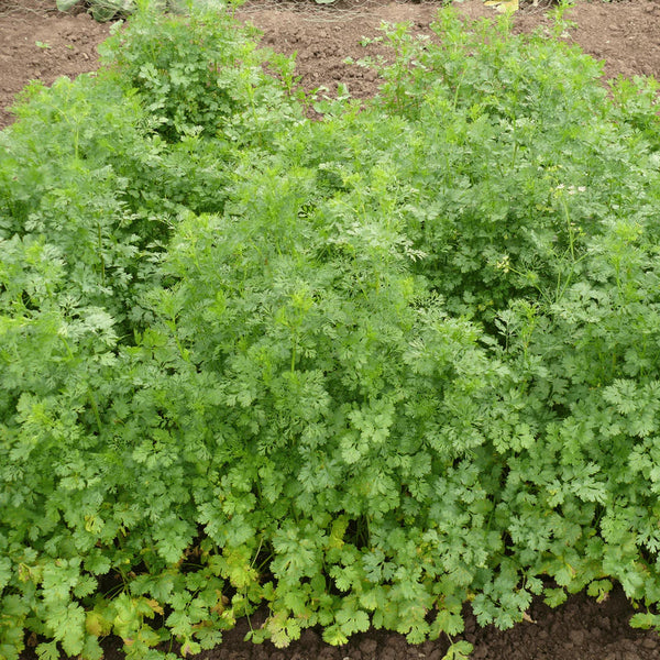 Coriander