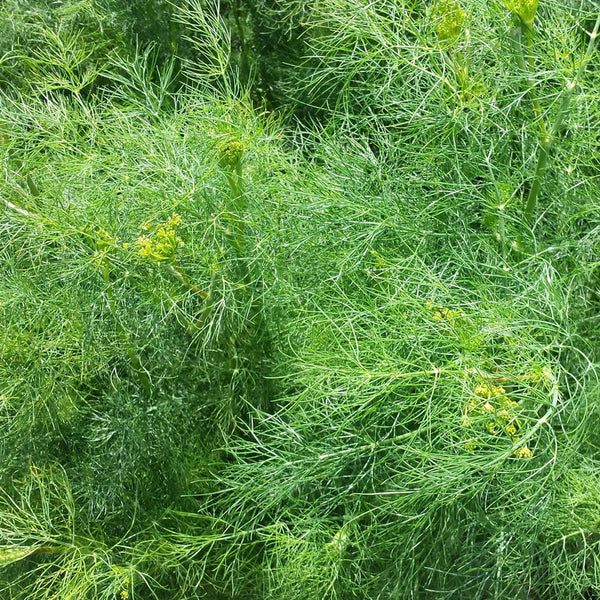 Dill 'Bushy'