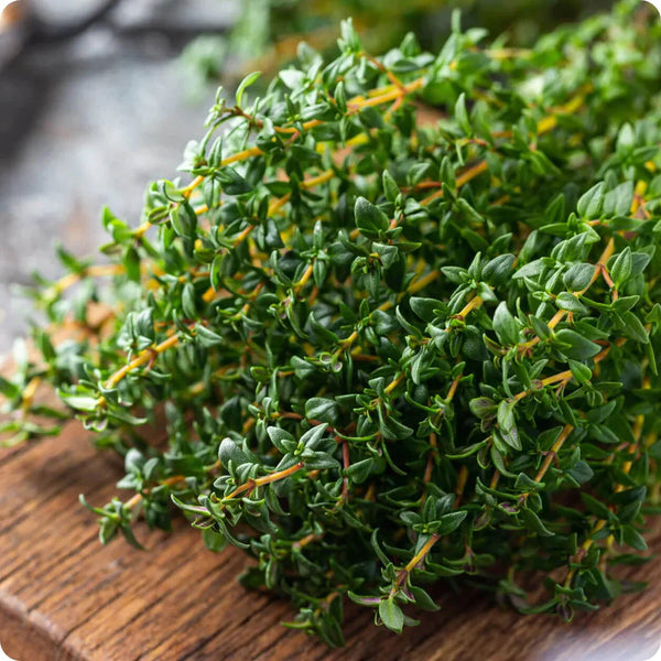 Thyme 'Thyme'