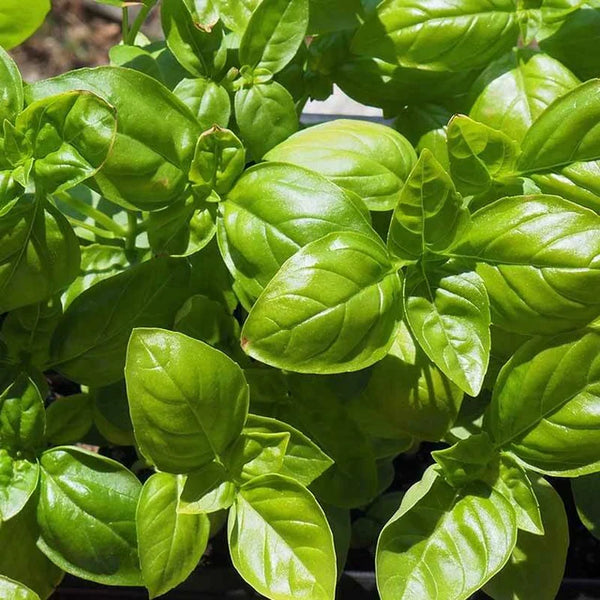 Basil 'Genovese'