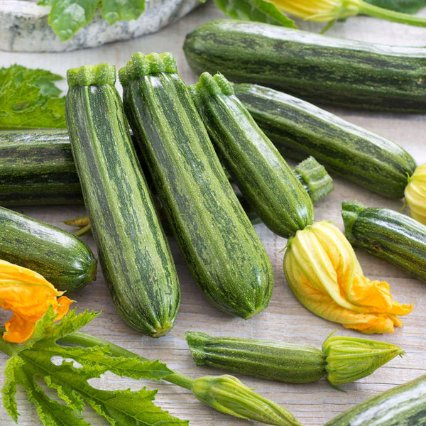 Zucchini 'Cocozelle'