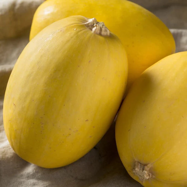 Squash 'Spaghetti'