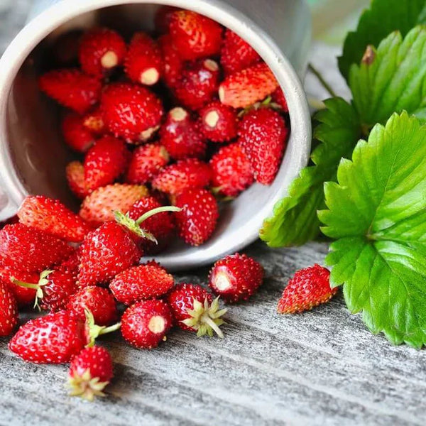 Fraise des bois alpine