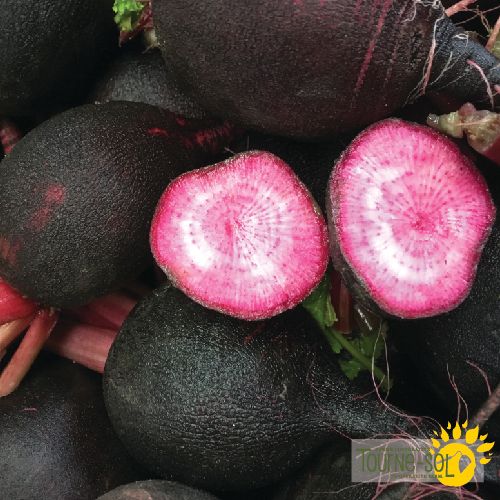 Scarlet Black Winter Radish