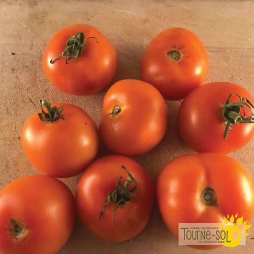 Tomate Jaune Flammée