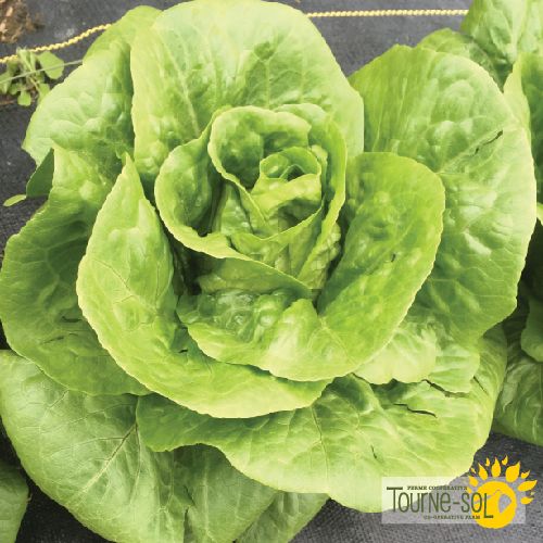 Jadeite Lettuce