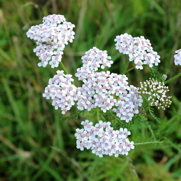 Achillée millefolium