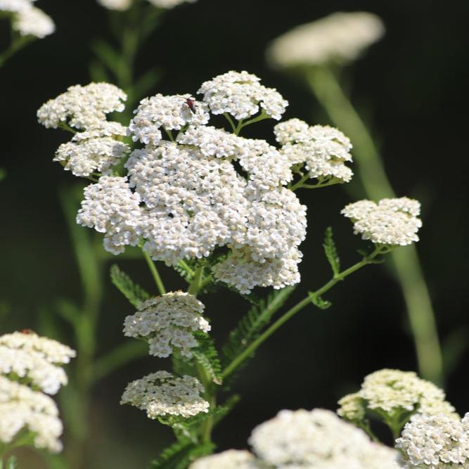 Achillea millefolium