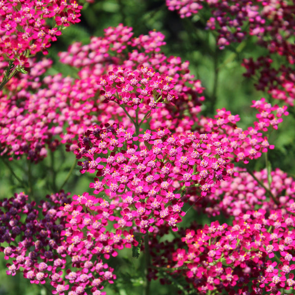 Yarrow 'Cassis'