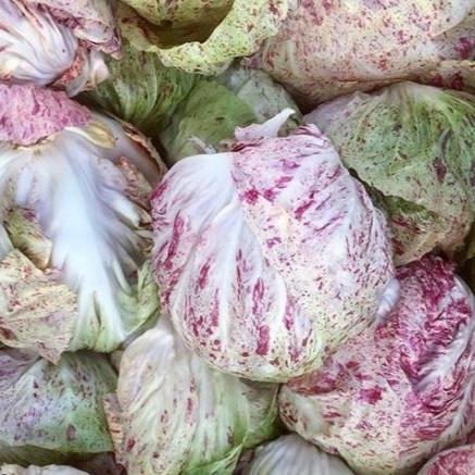 Radicchio (Trévise) ‘Adige Medio’ bio