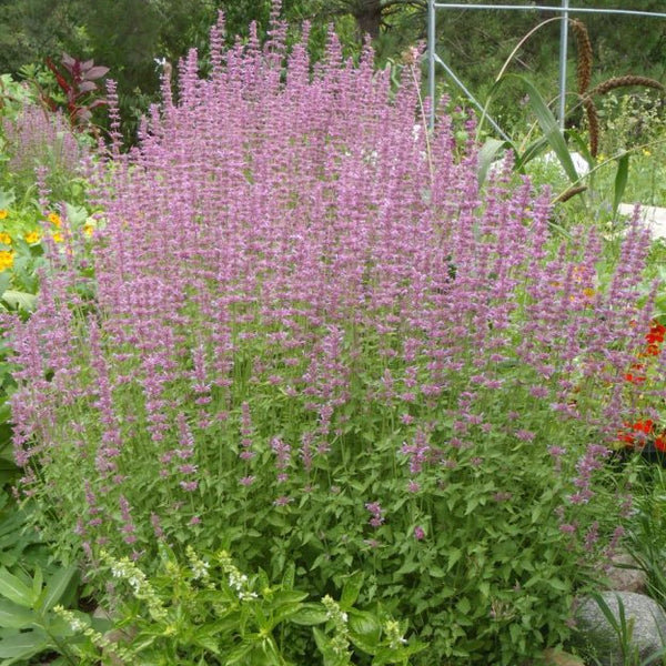 Agastache 'Lavender' organic