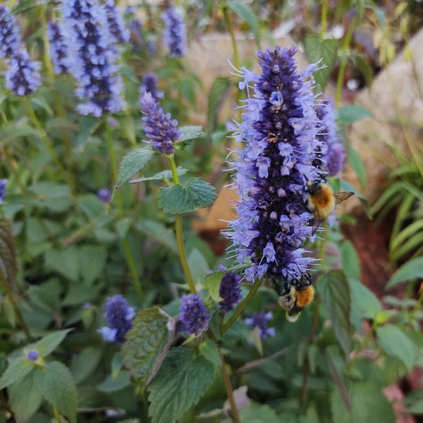 Anise Hyssop Astello Indigo F1