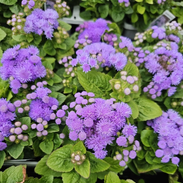 Agératum 'Aloha Blue' F1