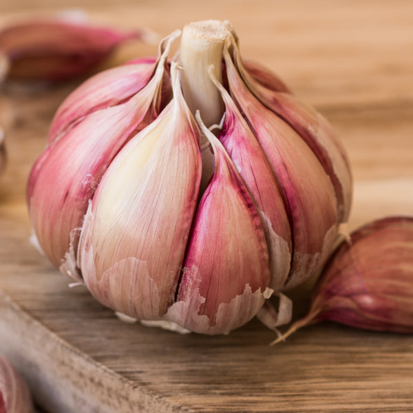 Organic 'Chesnok red' garlic