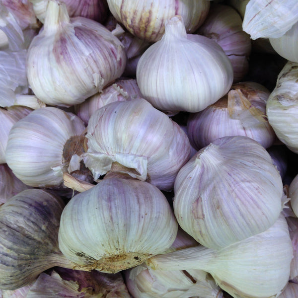 Organic 'Majestic' garlic