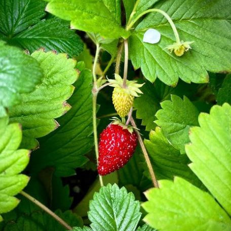 Strawberry 'Alexandria' organic