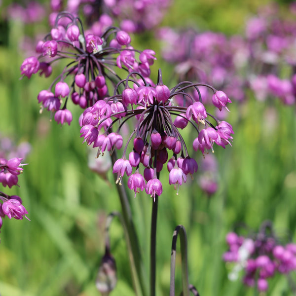 Nodding Wild Onion 