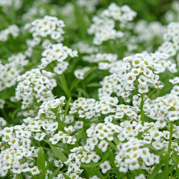 Alyssum 'Clear Crystal White'