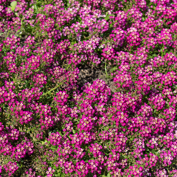 Alyssum Wonderland® Deep Rose