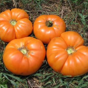 Organic 'Amana Orange' Tomato