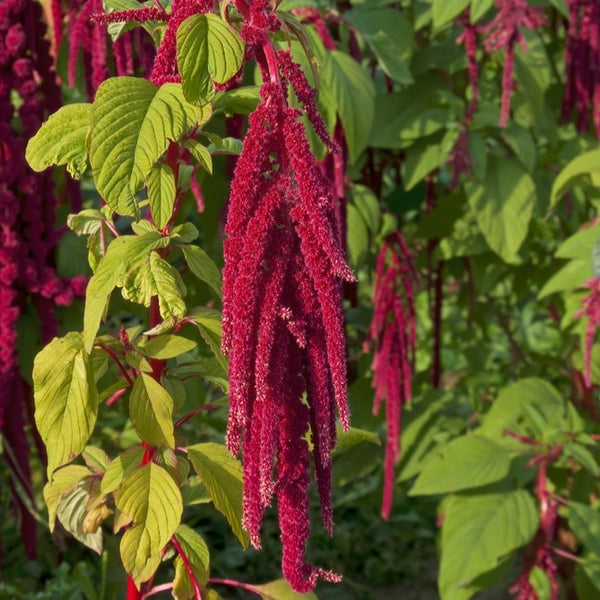 Amaranth 'Dark Red'