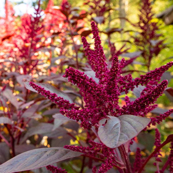 Love-Lies-Bleeding Velvet Curtains