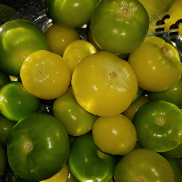 Tomatillo 'Amarylla' bio