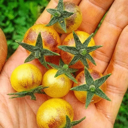 Tomato 'Amethyst Cream' Organic 