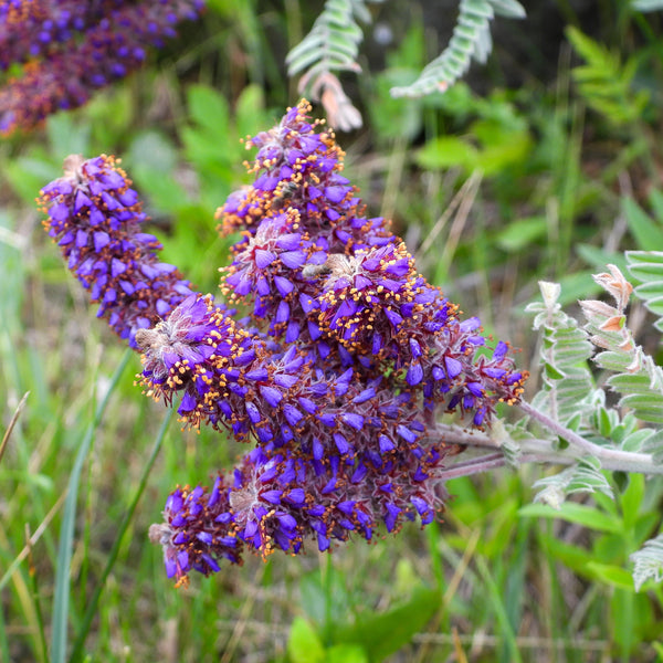 Blue False Indigo